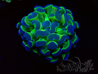WYSIWYG Euphyllia paraancora (Mariculture acclimaté sous LED) 4A9