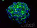 WYSIWYG Euphyllia paraancora (Mariculture acclimaté sous LED) 4A5