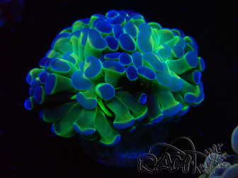WYSIWYG Euphyllia paraancora (Mariculture acclimaté sous LED) 4A10