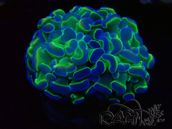 WYSIWYG Euphyllia paraancora (Mariculture acclimaté sous LED) 4B1