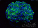 WYSIWYG Euphyllia paraancora (Maricoltura acclimatata sotto LED) 4B1