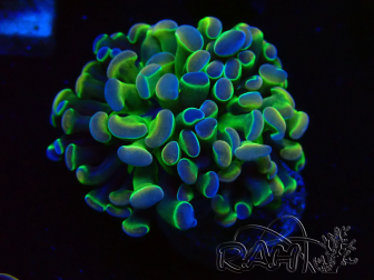 WYSIWYG Euphyllia paraancora (Maricoltura acclimatata sotto LED) 4B2