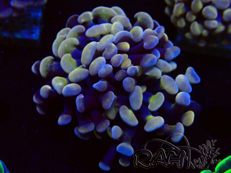 WYSIWYG Euphyllia paraancora (Mariculture acclimaté sous LED) 4B3