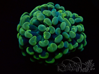 WYSIWYG Euphyllia paraancora (Maricultured acclimated under LED) 4B4