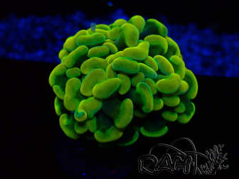 WYSIWYG Euphyllia paraancora (Mariculture acclimated under LED) 4B5