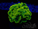 WYSIWYG Euphyllia paraancora (Maricoltura acclimatata sotto LED) 4B5