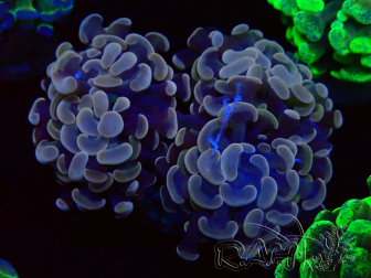 WYSIWYG Euphyllia paraancora (Mariculture acclimaté sous LED) 4B6