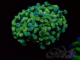 WYSIWYG Euphyllia paraancora (Marikultur unter LED akklimatisiert) 4B5