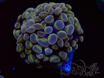 WYSIWYG Euphyllia paraancora (Marikultur, akklimatisiert unter LED) 4B6