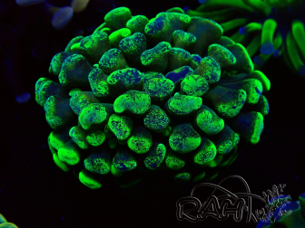 WYSIWYG Euphyllia paraancora (Mariculture acclimaté sous LED) 4B9