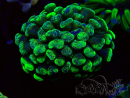 WYSIWYG Euphyllia paraancora (Maricultura aclimatada bajo LED) 4B5