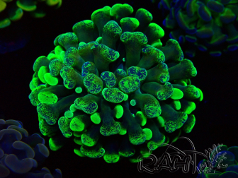 WYSIWYG Euphyllia paraancora (Mariculture acclimaté sous LED) 4B10
