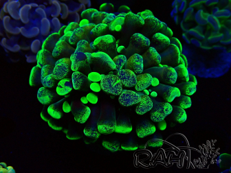WYSIWYG Euphyllia paraancora  (Mariculture acclimaté sous LED) 4C1