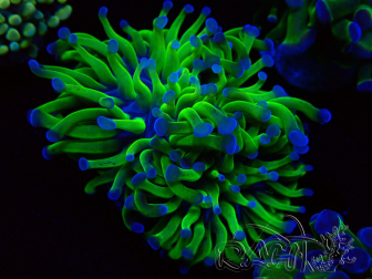 WYSIWYG Euphyllia paraancora (Maricoltura acclimatata sotto LED) 4C2
