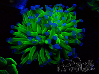 WYSIWYG Euphyllia paraancora (Mariculture acclimaté sous LED) 4C3