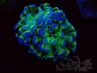 WYSIWYG Euphyllia paraancora (Mariculture acclimaté sous LED) 4C4