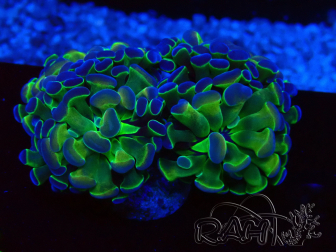 WYSIWYG Euphyllia paraancora (Mariculture acclimaté sous LED) 4C5