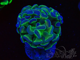 WYSIWYG Euphyllia paraancora (Unter LED akklimatisierte Marikultur) 4C6