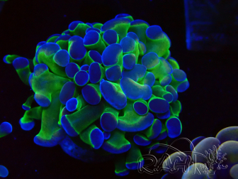 WYSIWYG Euphyllia paraancora (Mariculture acclimaté sous LED) 4C7