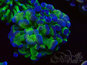 WYSIWYG Euphyllia paraancora (Mariculture acclimaté sous LED) 4C8
