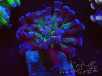 WYSIWYG Euphyllia paraancora (Mariculture acclimaté sous LED) 4C9