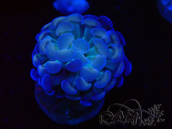 WYSIWYG Euphyllia paraancora (Mariculture acclimaté sous LED) 4C10