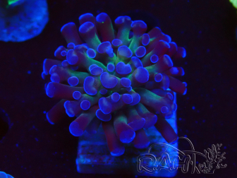 WYSIWYG Euphyllia paraancora (Maricultura acclimatata sotto LED) 4D1