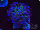WYSIWYG Euphyllia paraancora (Mariculture acclimaté sous LED) 4D1