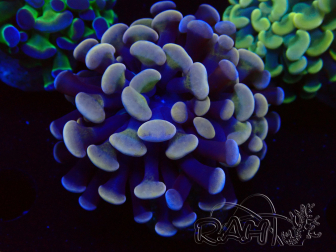WYSIWYG Euphyllia paraancora (Marikultur akklimatisiert unter LED) 4D2