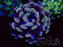 WYSIWYG Euphyllia paraancora (Mariculture acclimaté sous LED) 4D2