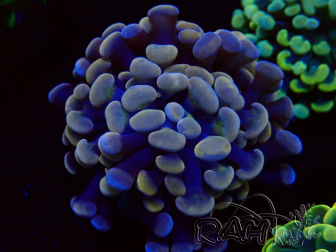 WYSIWYG Euphyllia paraancora (Mariculture acclimaté sous LED) 4D3