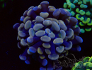 WYSIWYG Euphyllia paraancora (Maricoltura acclimatata sotto LED) 4D3