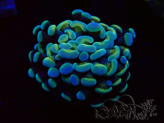 WYSIWYG Euphyllia paraancora (Mariculture acclimaté sous LED) 4D4