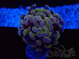 WYSIWYG Euphyllia paraancora (Mariculture acclimaté sous LED) 4D5