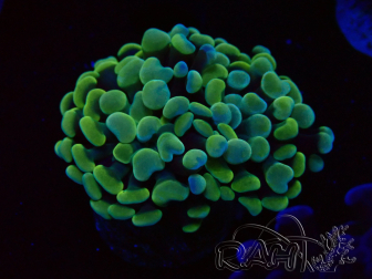 WYSIWYG Euphyllia paraancora (Mariculture acclimaté sous LED) 4D6