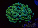 WYSIWYG Euphyllia paraancora (Mariculture acclimaté sous LED) 4D6