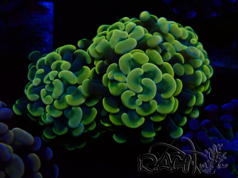 WYSIWYG Euphyllia paraancora (Mariculture acclimaté sous LED) 4D7