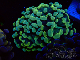 WYSIWYG Euphyllia paraancora (unter LED akklimatisierte Marikultur) 4D6