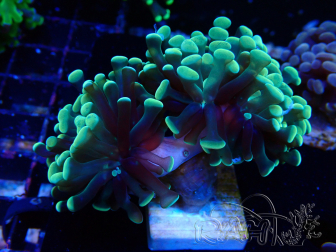 WYSIWYG Euphyllia paraancora (Mariculture acclimaté sous LED) 4A1