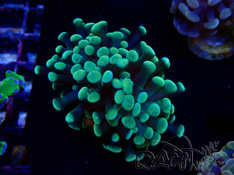 WYSIWYG Euphyllia paraancora (Mariculture acclimaté sous LED) 4A2