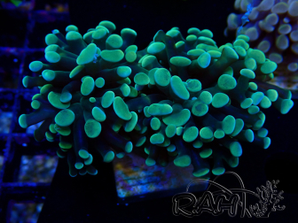 WYSIWYG Euphyllia paraancora (Maricultured acclimated under LED) 4A3
