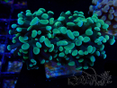 WYSIWYG Euphyllia paraancora (Maricultured acclimated under LED) 4A3