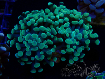 WYSIWYG Euphyllia paraancora (Marikultur akklimatisiert unter LED) 4A4