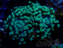 WYSIWYG Euphyllia paraancora (Marikultur akklimatisiert unter LED) 4A4