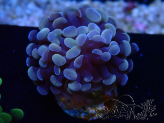 WYSIWYG Euphyllia paraancora (Maricoltura acclimatata sotto LED) 4A5