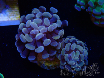 WYSIWYG Euphyllia paraancora (Maricoltura acclimatata sotto LED) 4A6