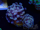 WYSIWYG Euphyllia paraancora (Mariculture acclimaté sous LED) 4A6