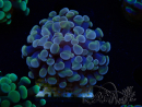 WYSIWYG Euphyllia paraancora (Maricoltura acclimatata sotto LED) 4A5