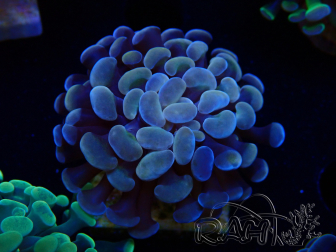 WYSIWYG Euphyllia paraancora (Maricoltura acclimatata sotto LED) 4A6