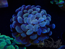 WYSIWYG Euphyllia paraancora (Maricoltura acclimatata sotto LED) 4A6